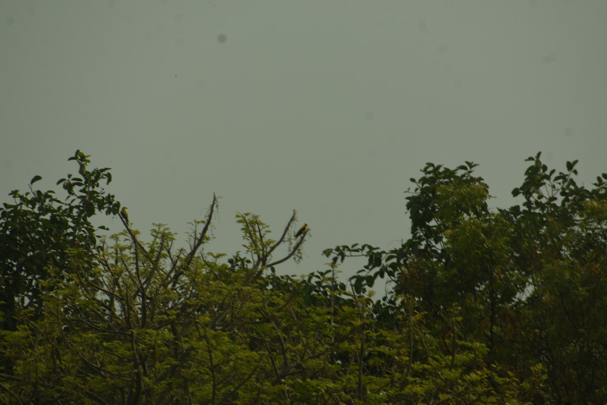 Indian Golden Oriole - ML637640212