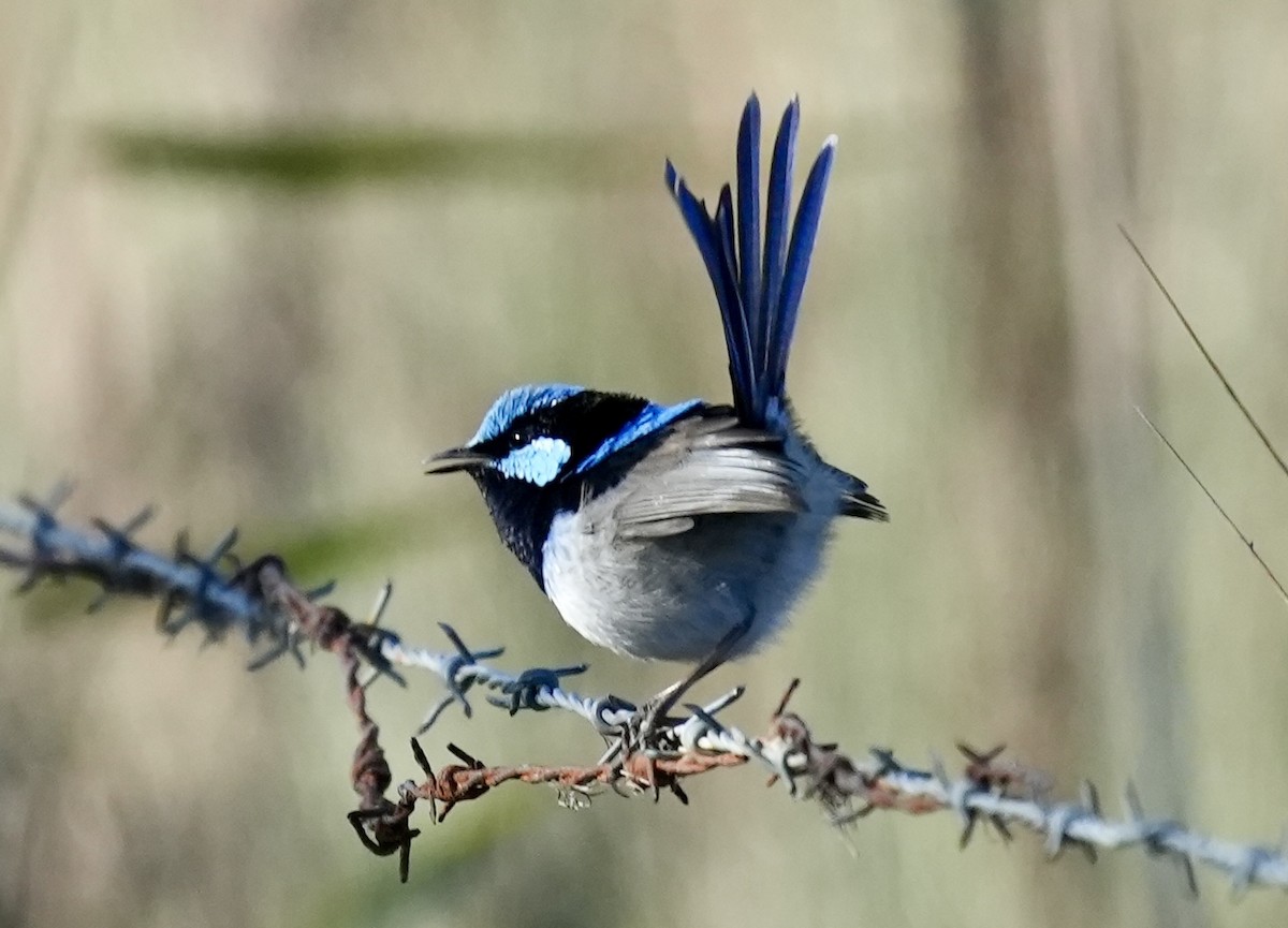 Superb Fairywren - ML637640222