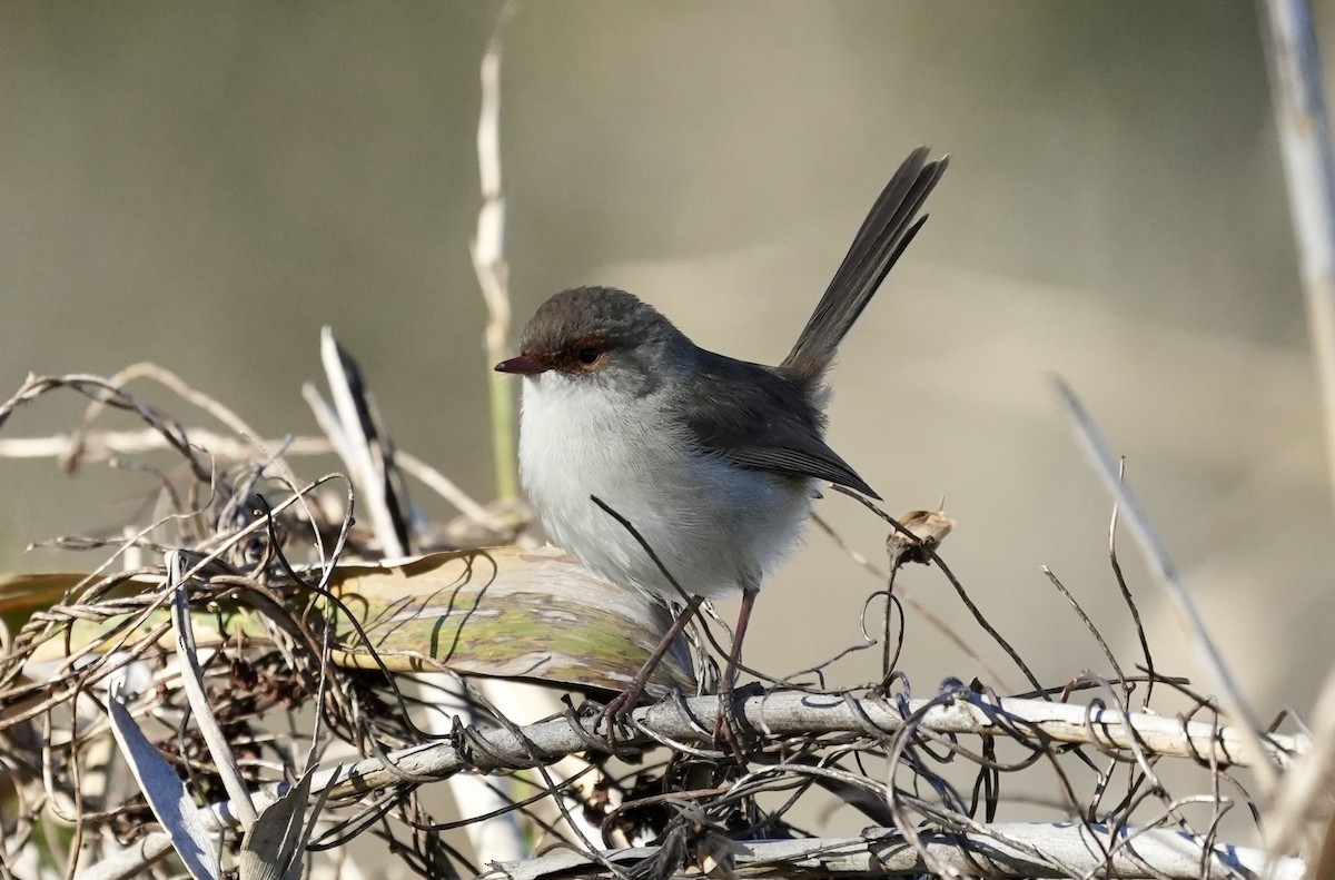 Superb Fairywren - ML637640223