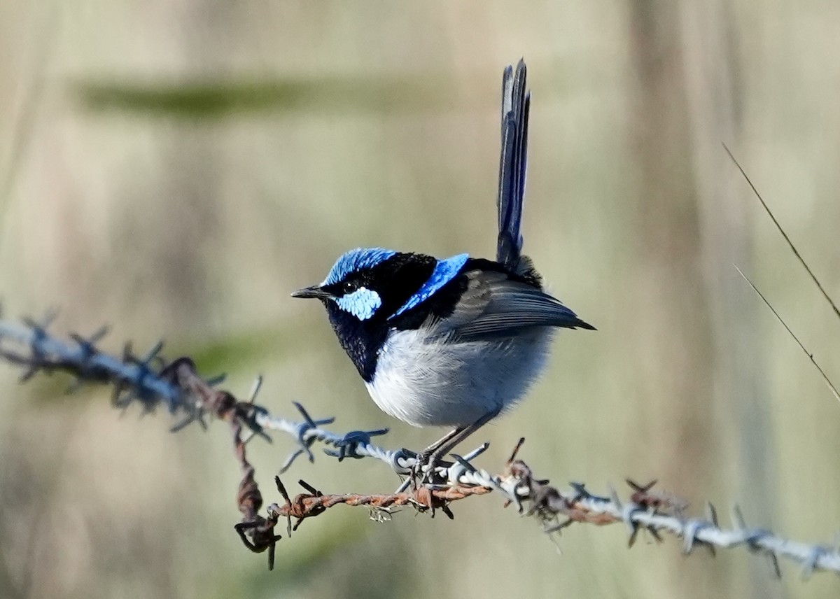 Superb Fairywren - ML637640224