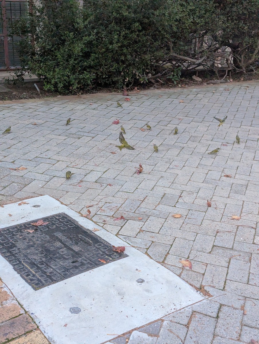 Cape Canary - ML637640227