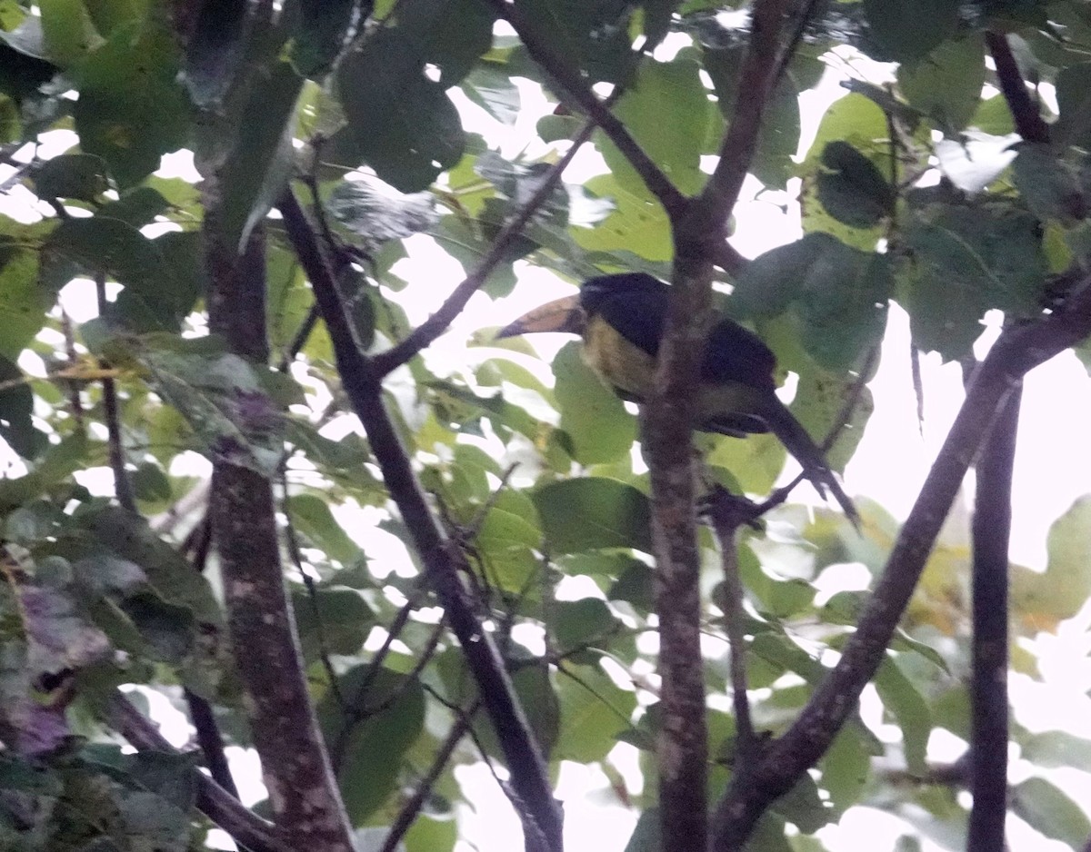 Lettered Aracari - ML637640246