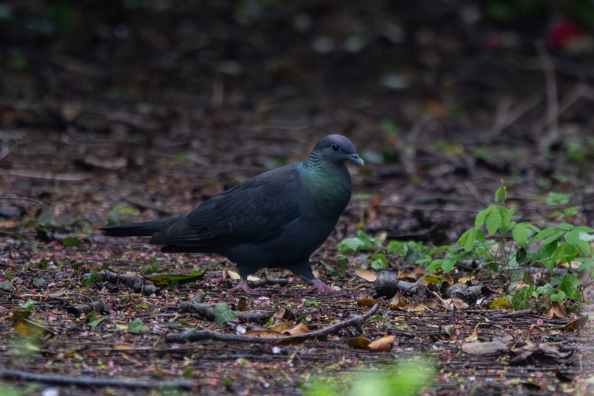 Black Wood-Pigeon - ML637640248