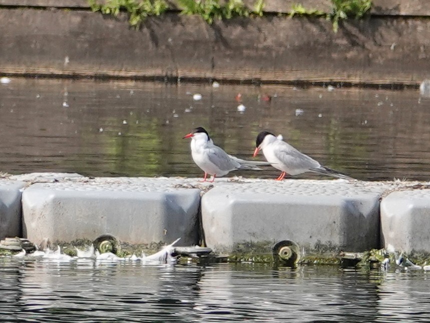 Common Tern - ML637640255