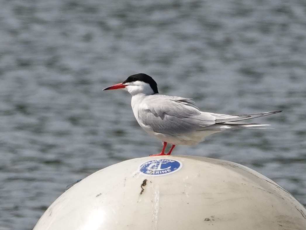 Common Tern - ML637640256