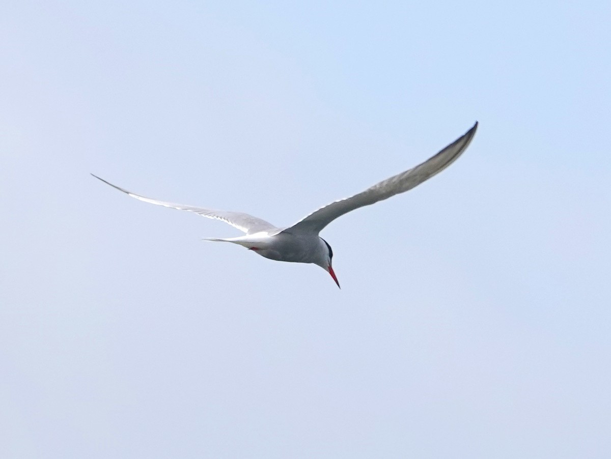 Common Tern - ML637640257