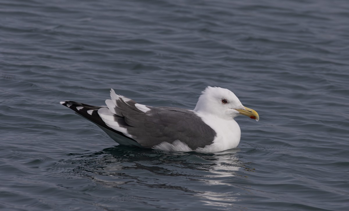 Slaty-backed Gull - ML637640324