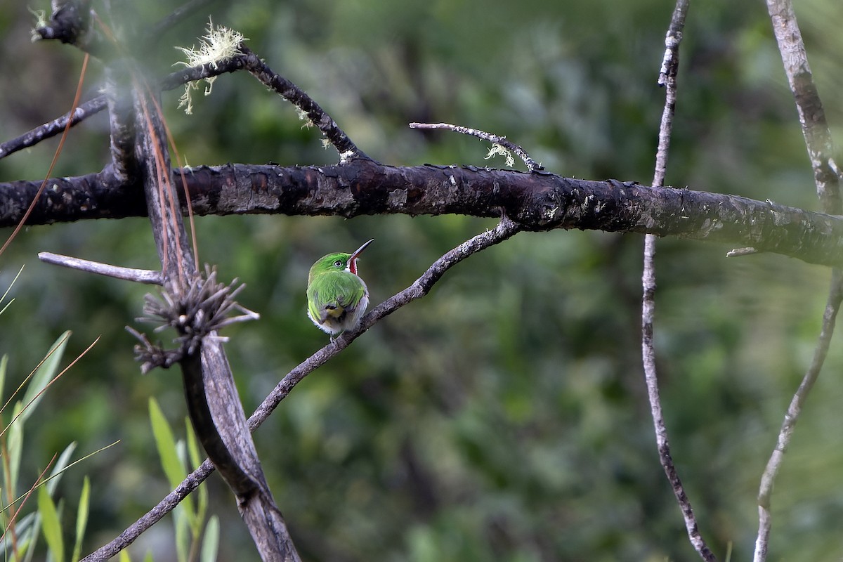Narrow-billed Tody - ML637640326