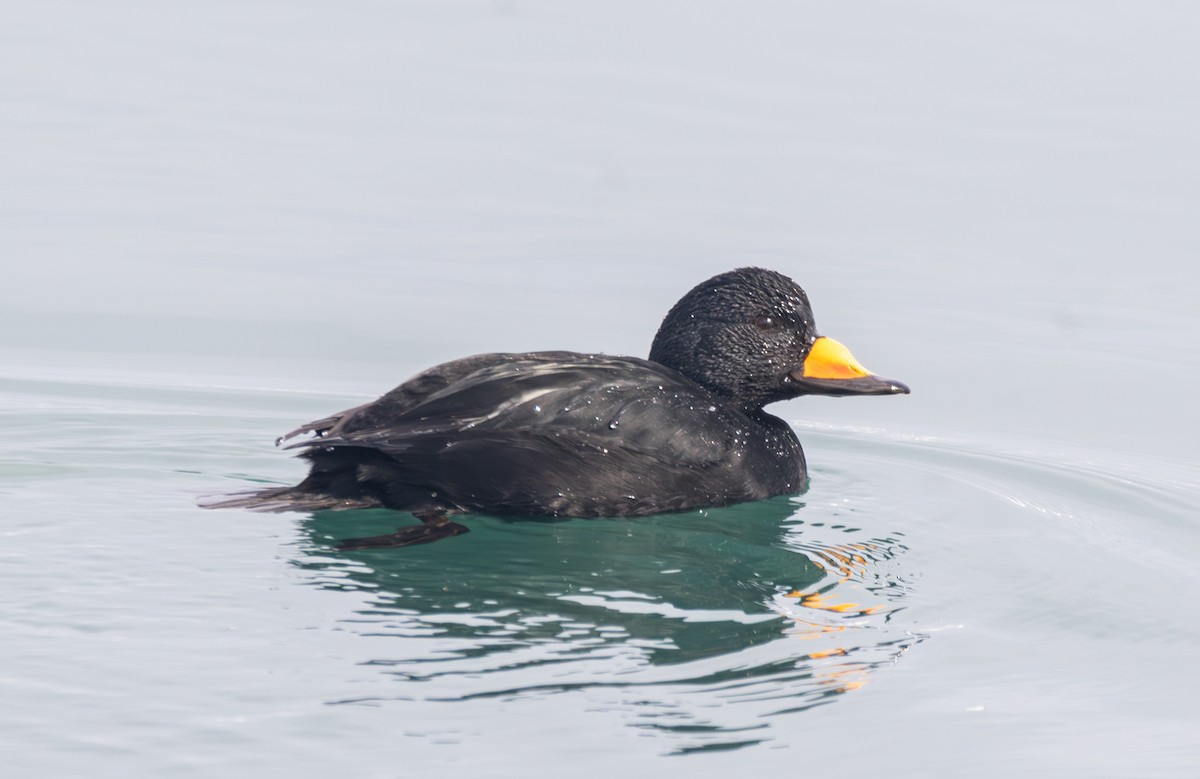 Black Scoter - ML637640340