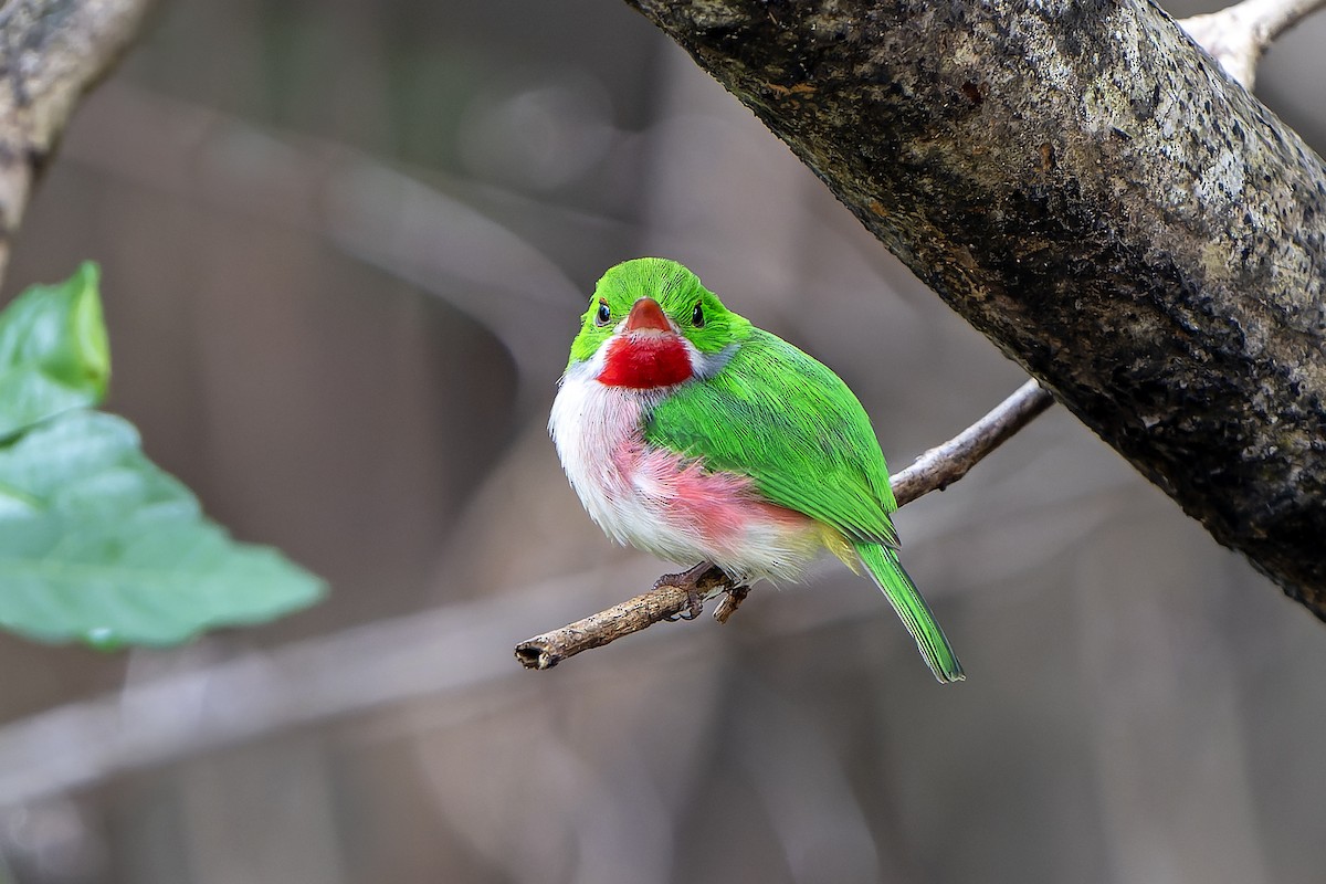 Broad-billed Tody - ML637640345