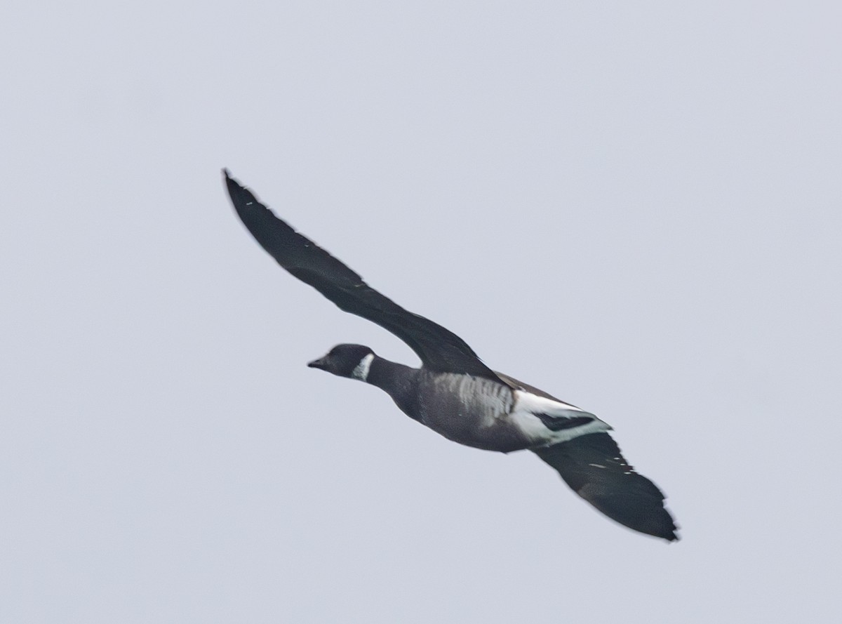 Brant - ML637640352