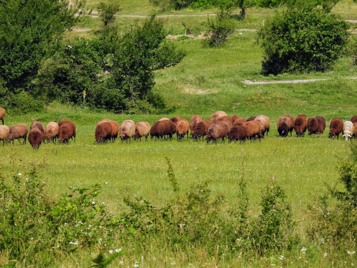 Animals - ML637640361