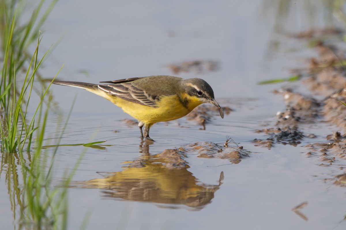 Eastern Yellow Wagtail (Green-headed) - ML637640362