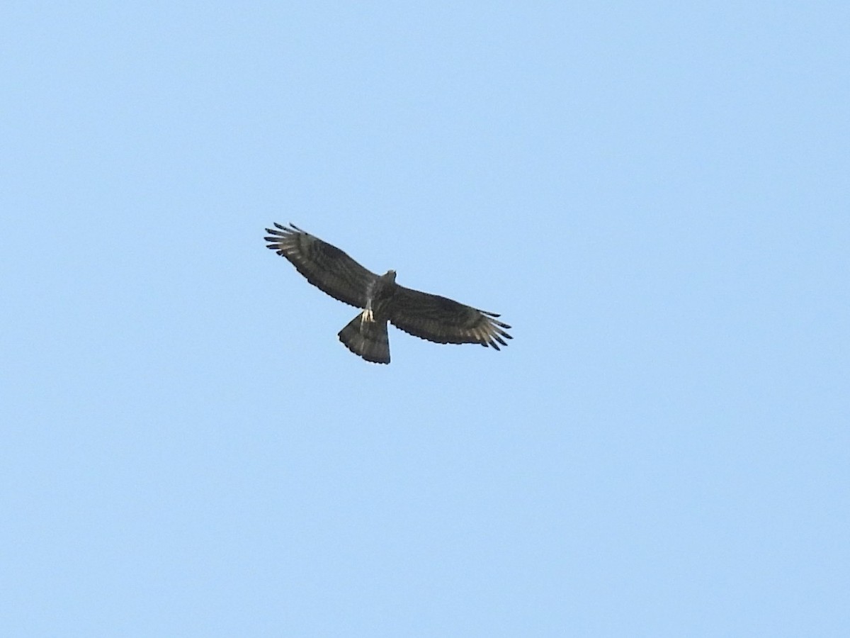 European Honey-buzzard - ML637640365