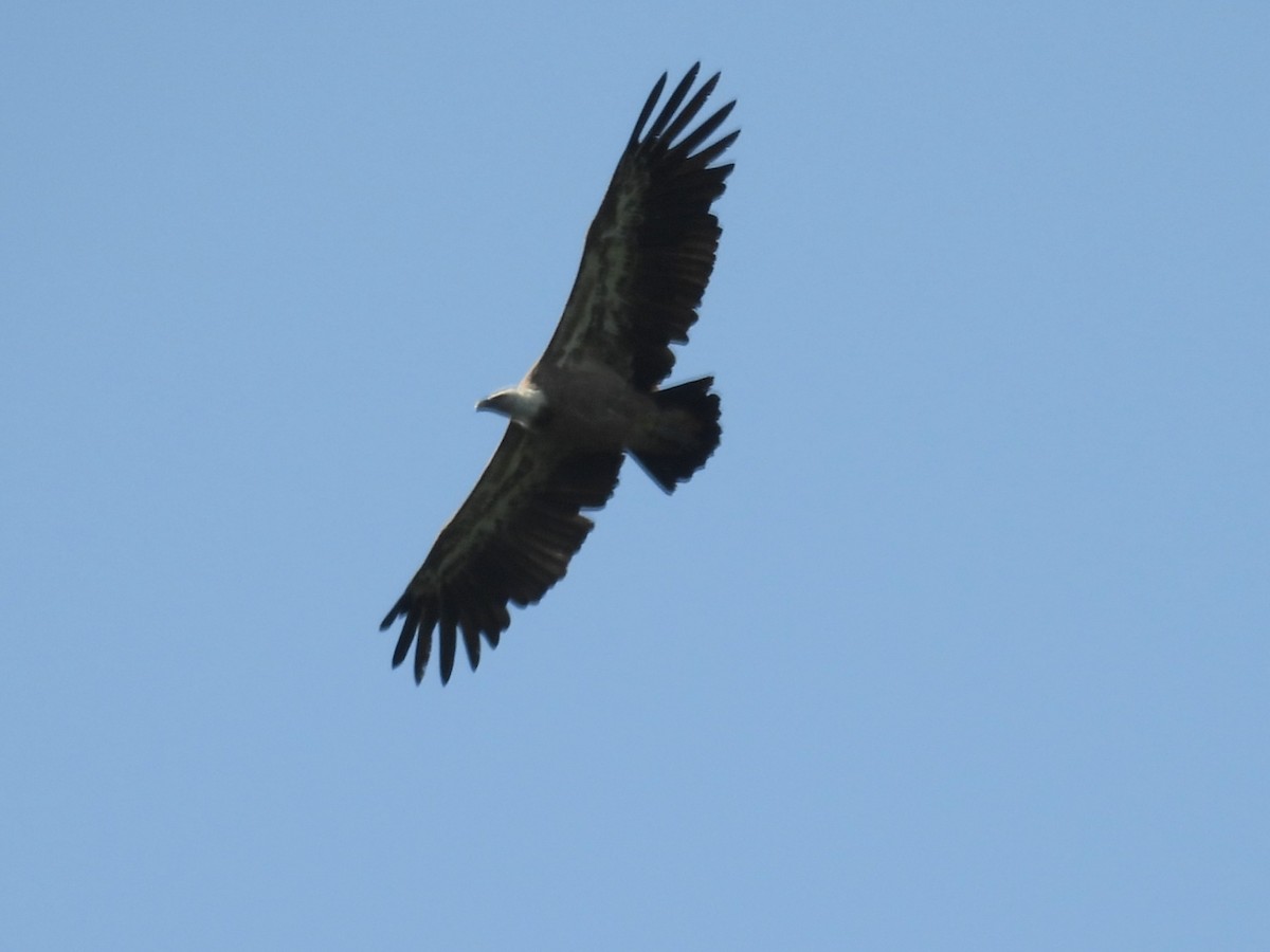 Eurasian Griffon - ML637640368