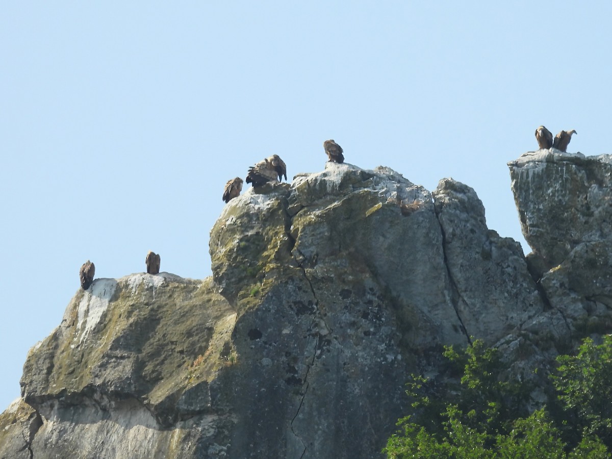 Eurasian Griffon - ML637640369