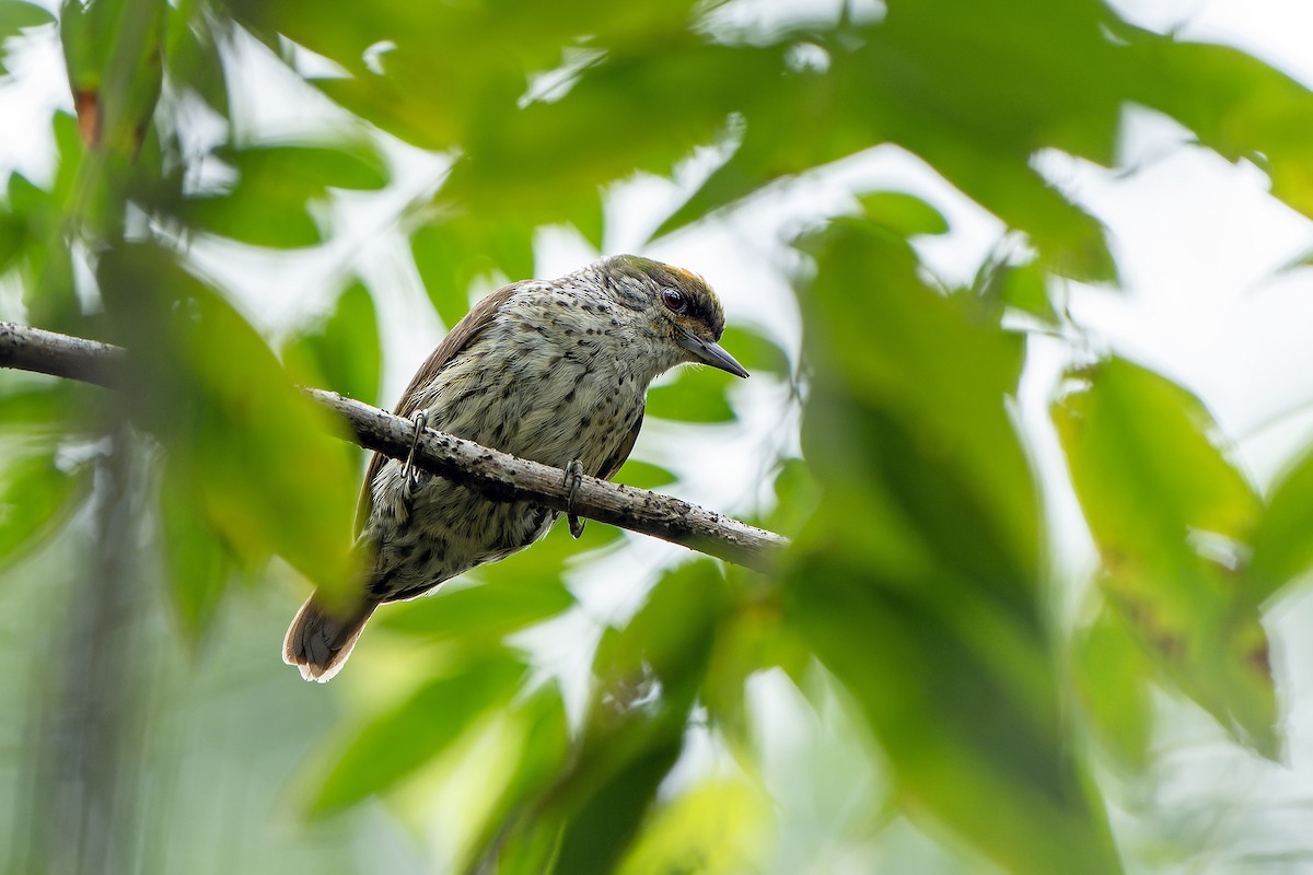 Antillean Piculet - ML637640370
