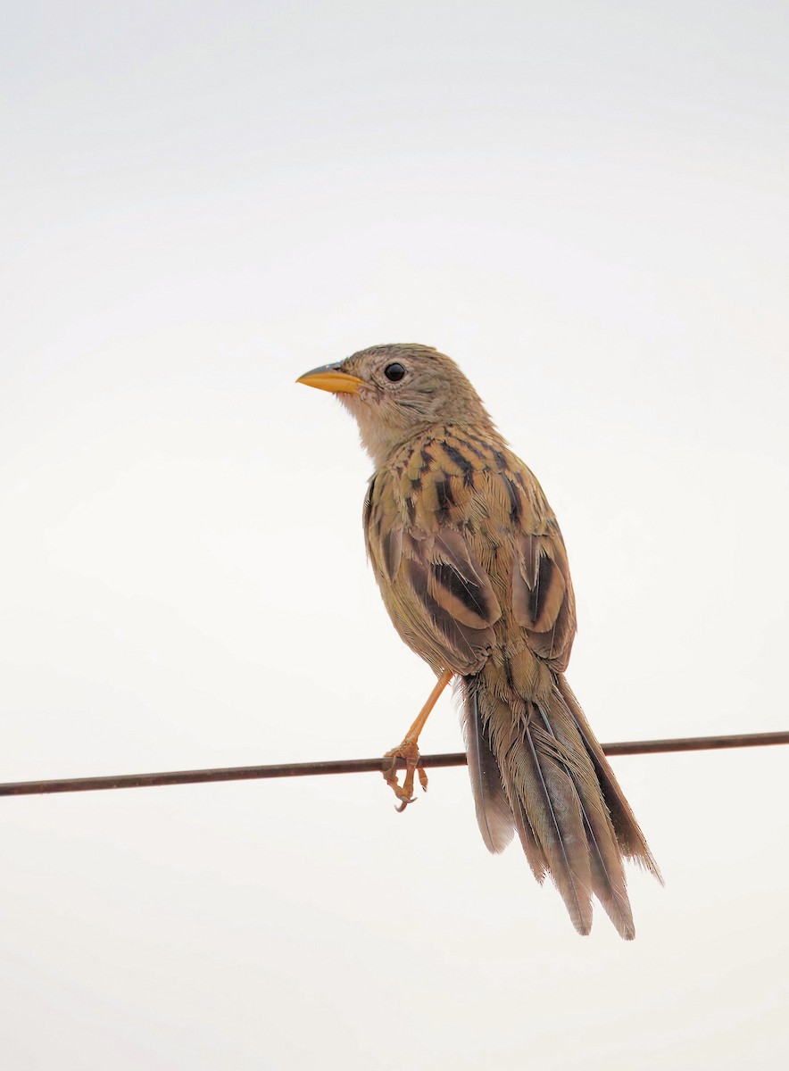 Wedge-tailed Grass-Finch - ML637640378