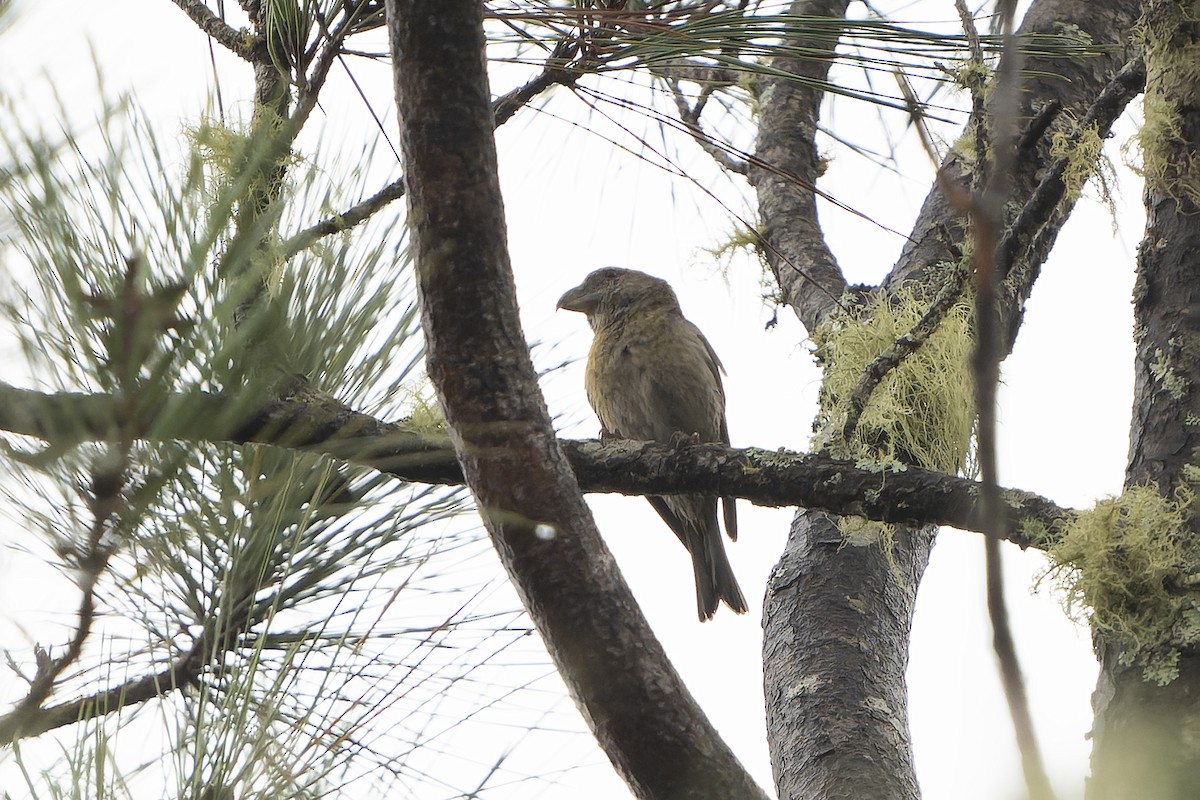 Hispaniolan Crossbill - ML637640381