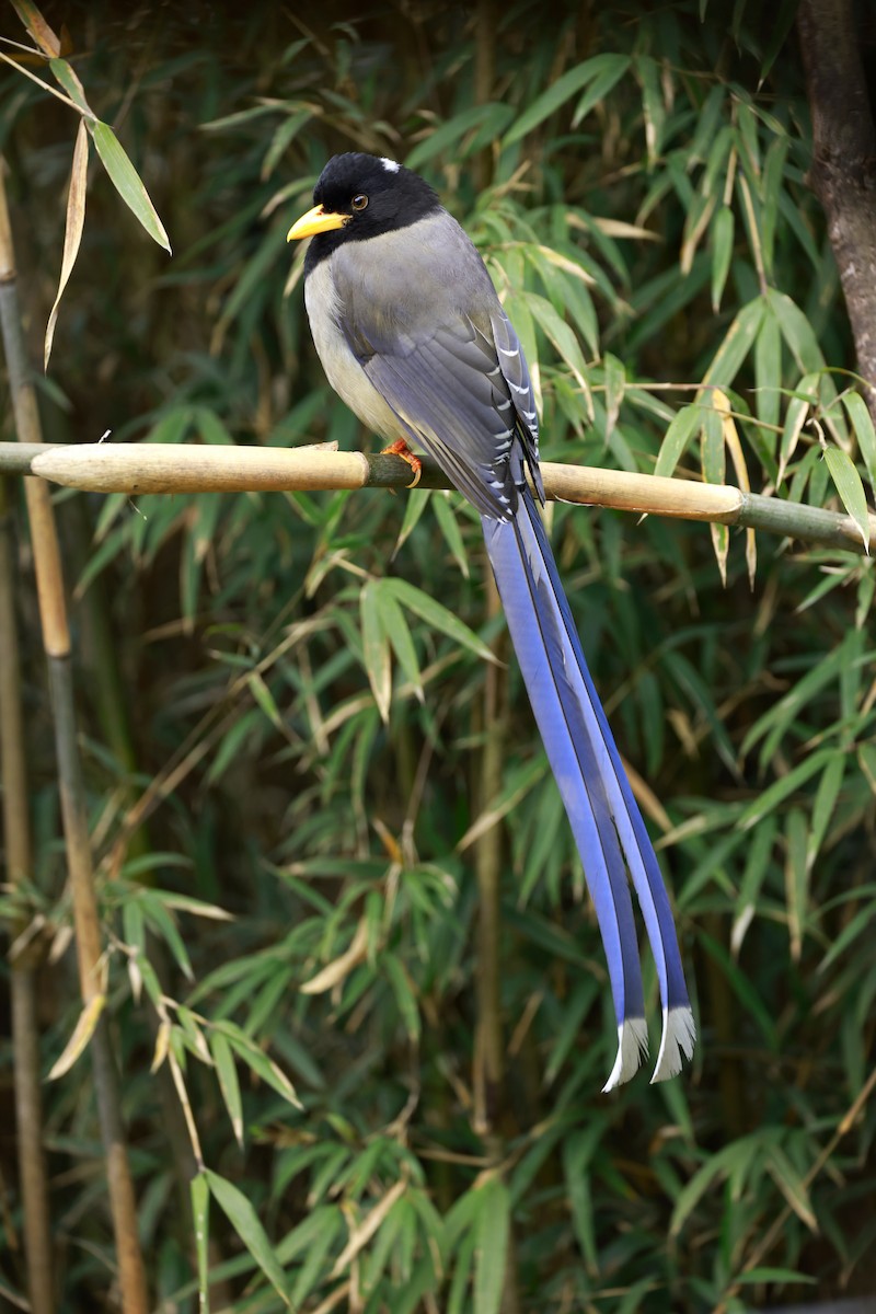Yellow-billed Blue-Magpie - ML637640400