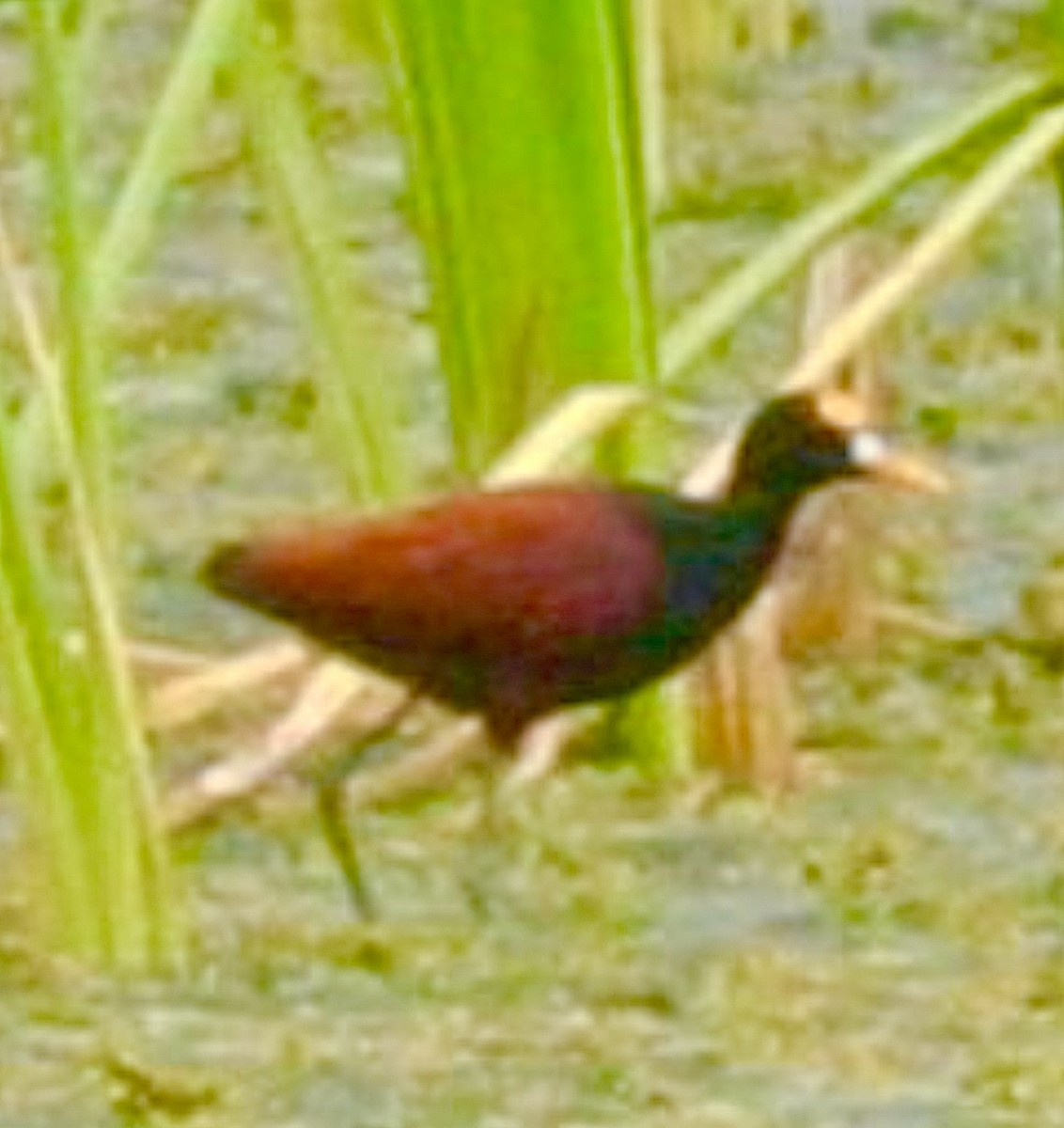 Northern Jacana - ML637640407