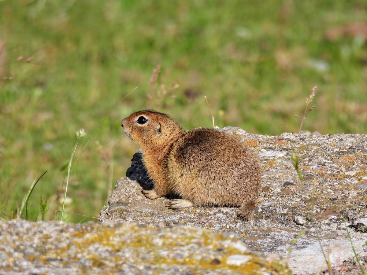 Animals - ML637640409