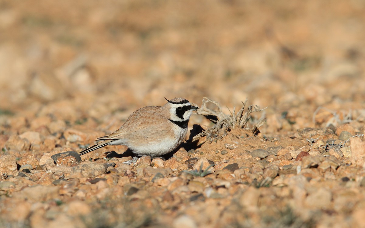 Temminck's Lark - ML63764041