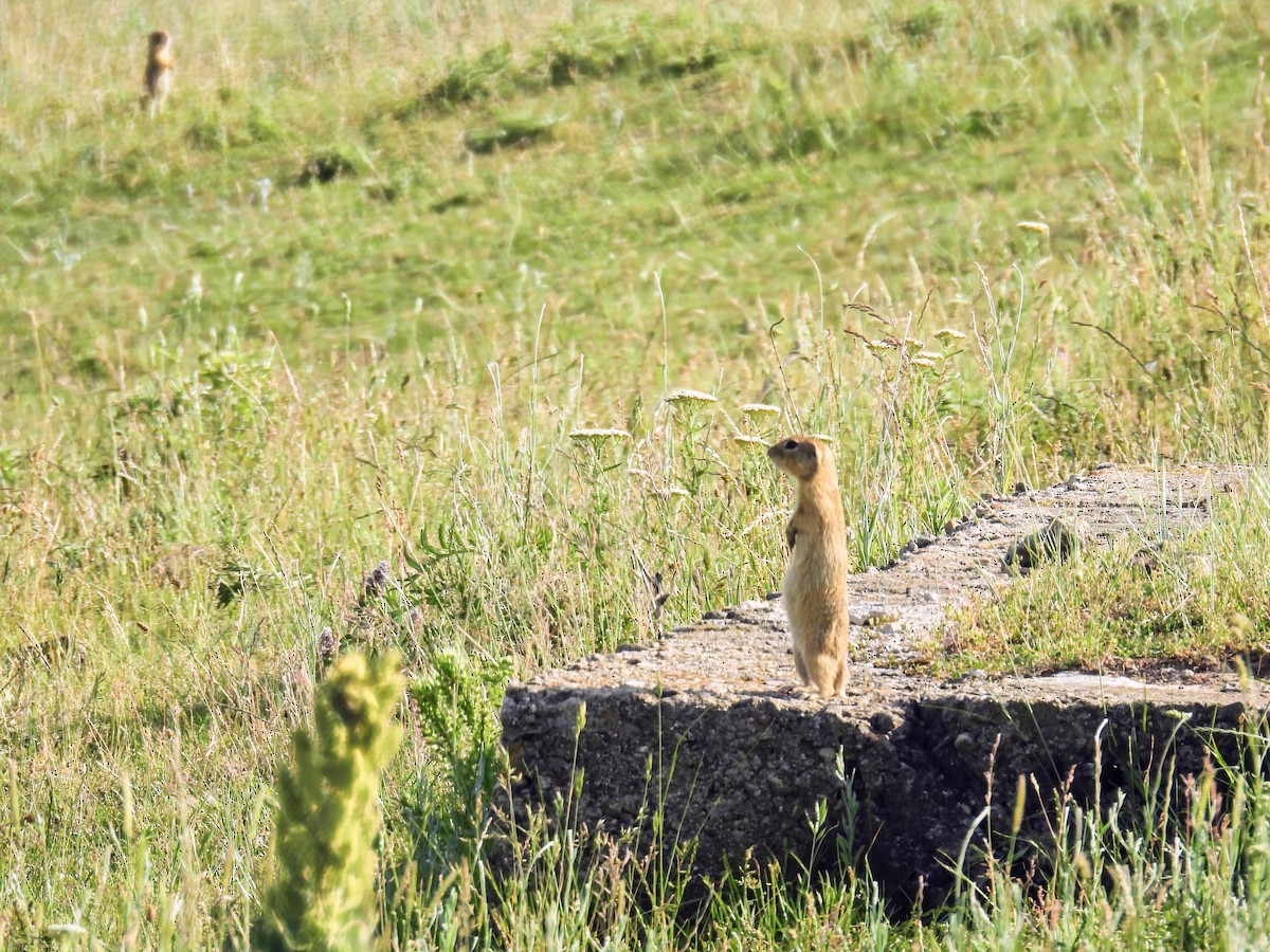 Animals - ML637640410