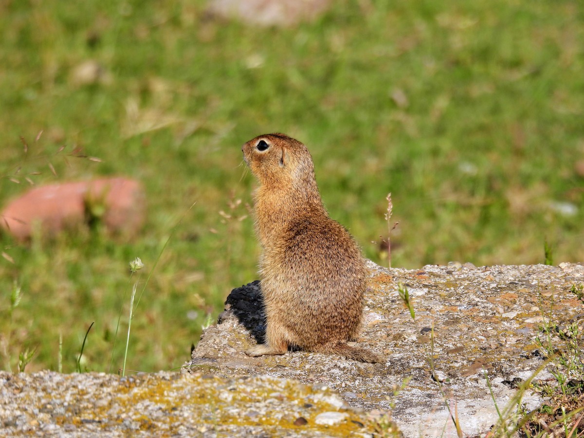 Animals - ML637640411