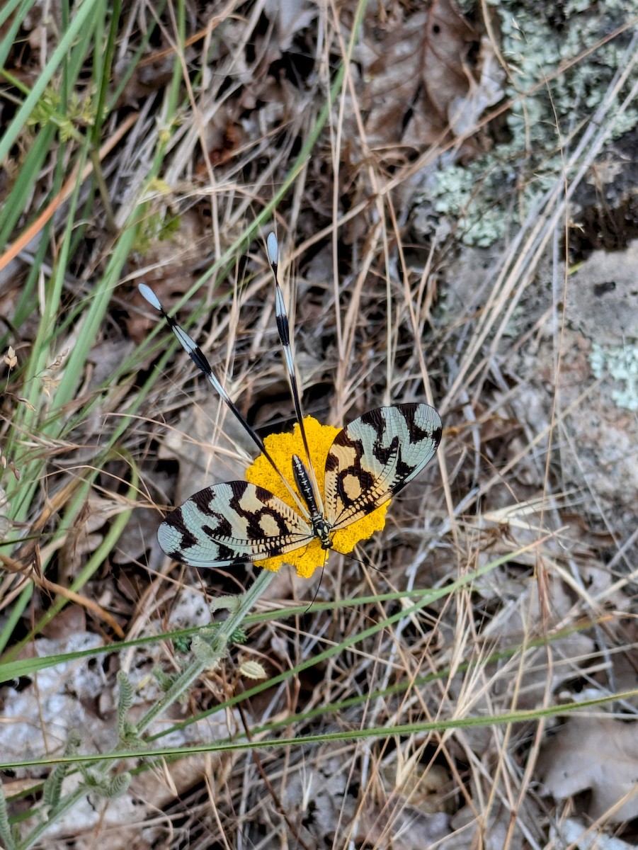 Animals - ML637640414