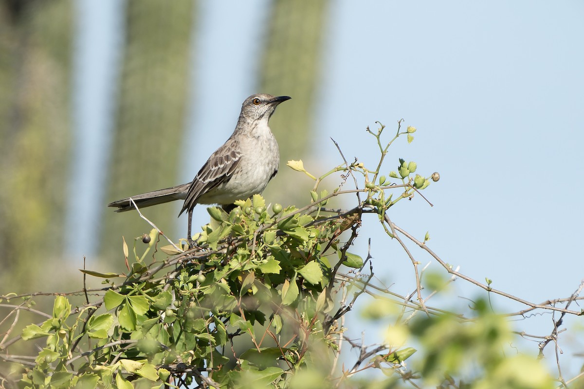 Bahama Mockingbird - ML637640432