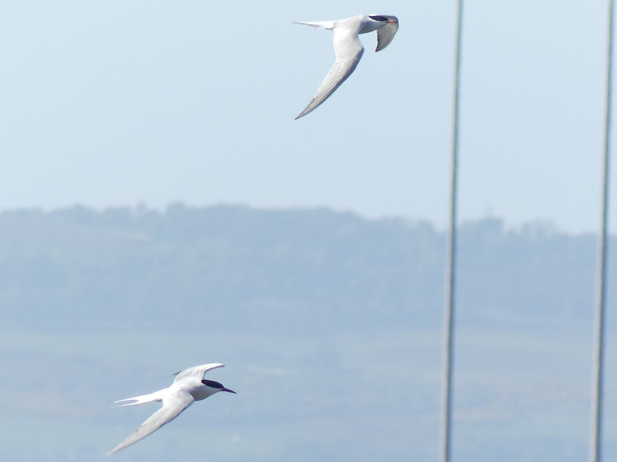 Common/Arctic Tern - ML637640446