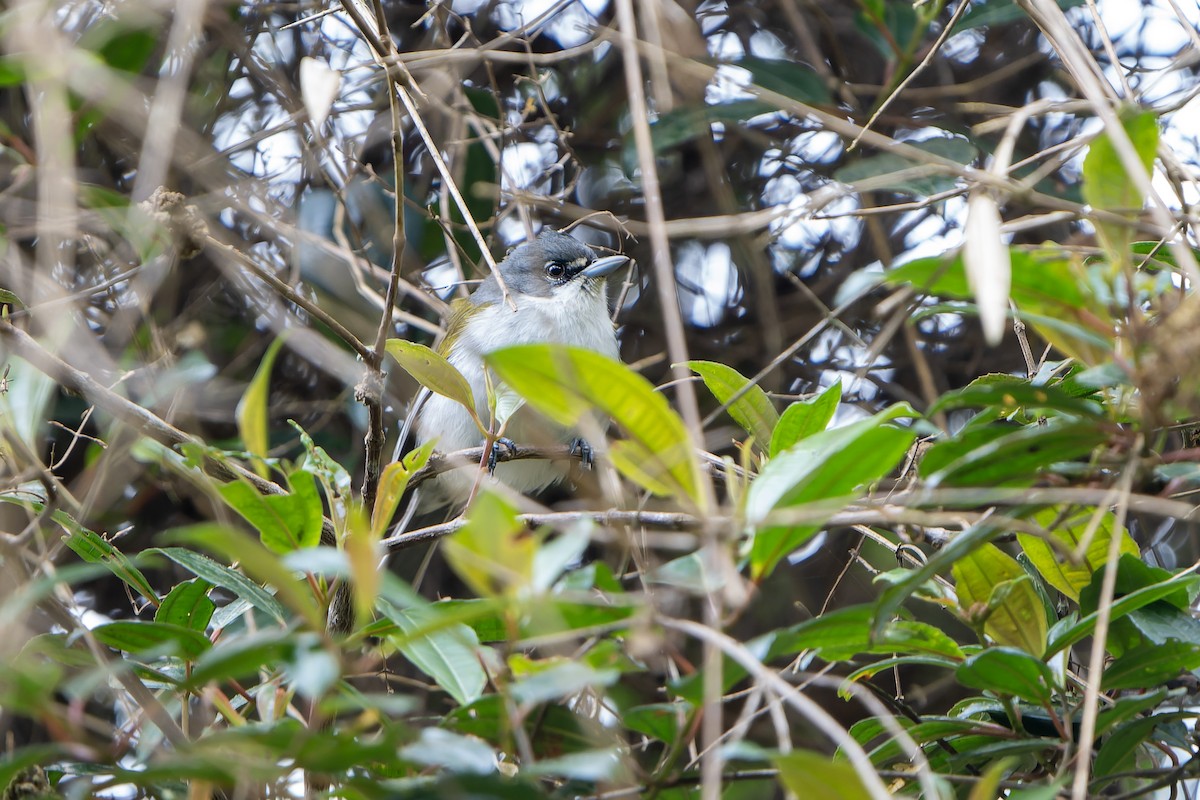 ハジロアメリカムシクイ - ML637640455