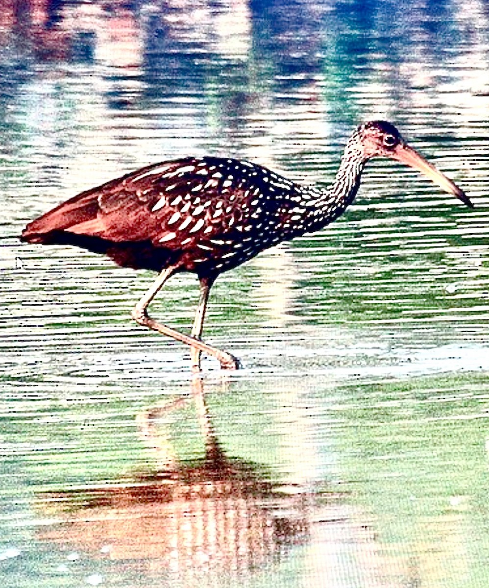 Limpkin (Speckled) - ML637640469