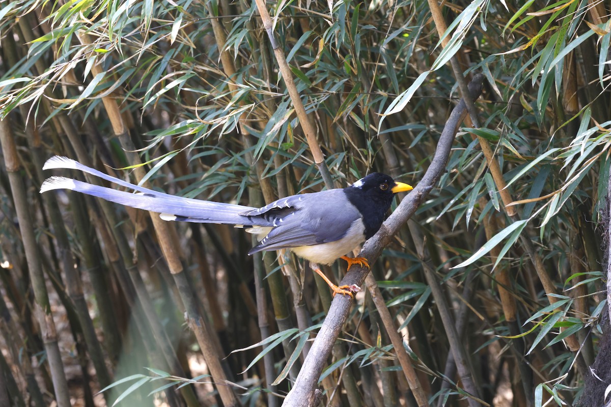 Yellow-billed Blue-Magpie - ML637640511