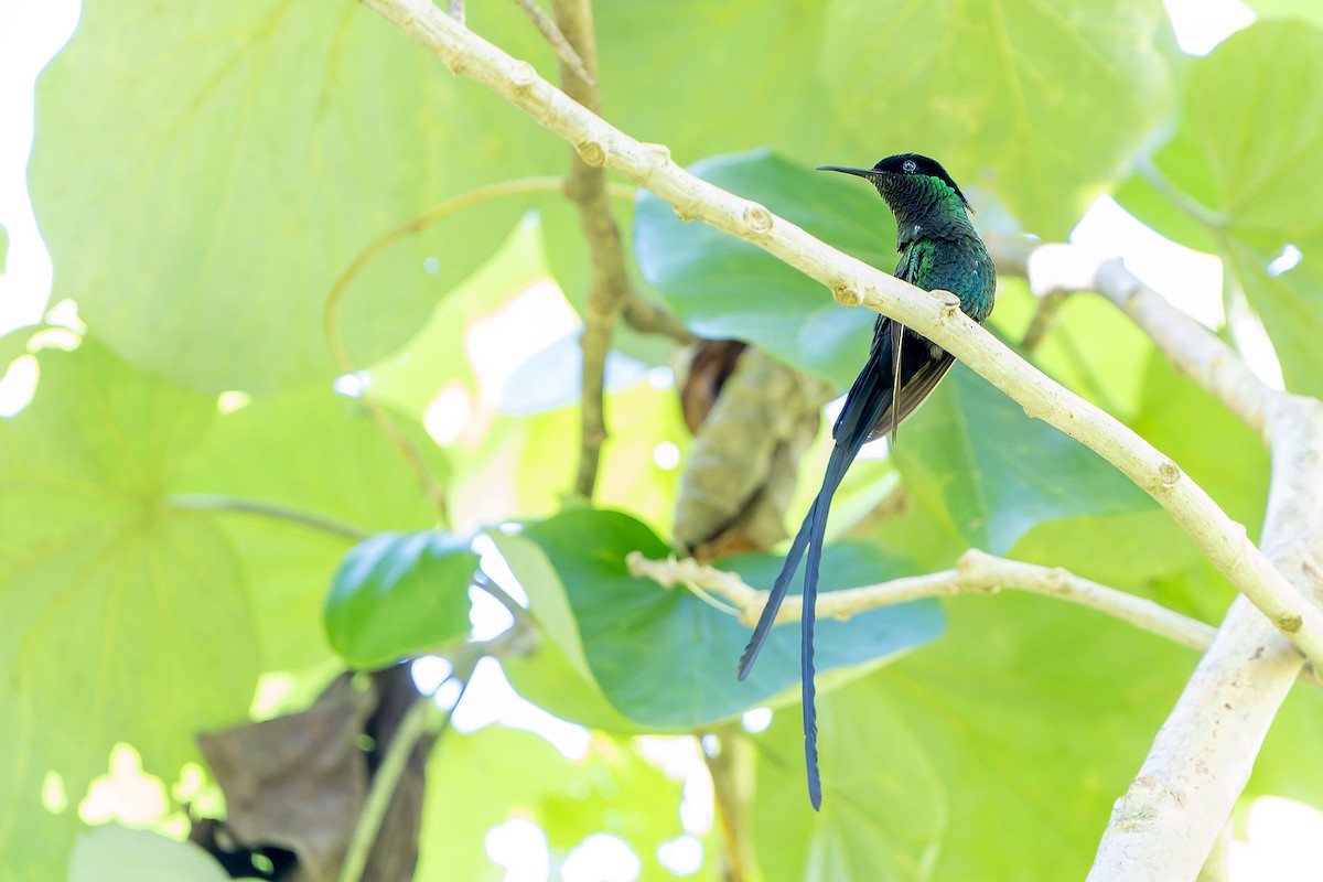 Black-billed Streamertail - ML637640524