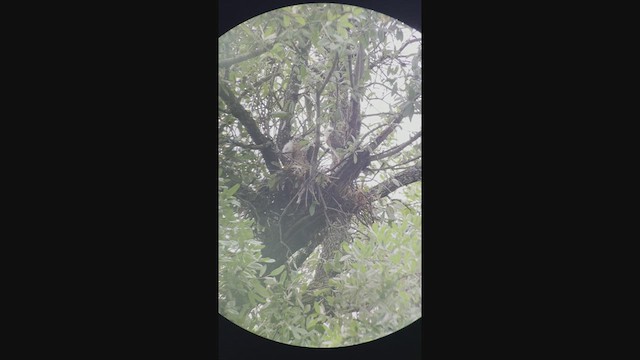 Канюк ширококрилий - ML637640529