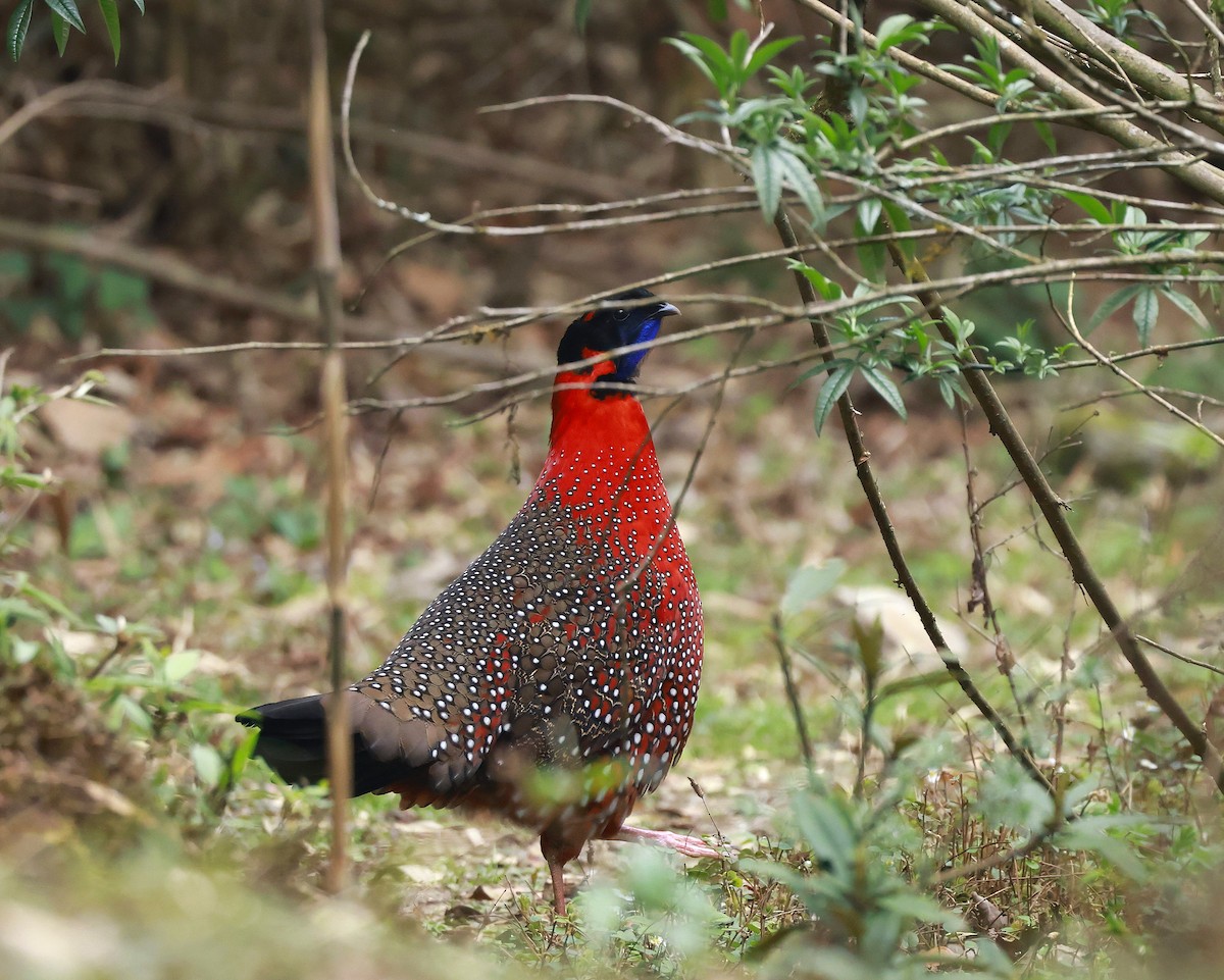 Satyr Tragopan - ML637640539