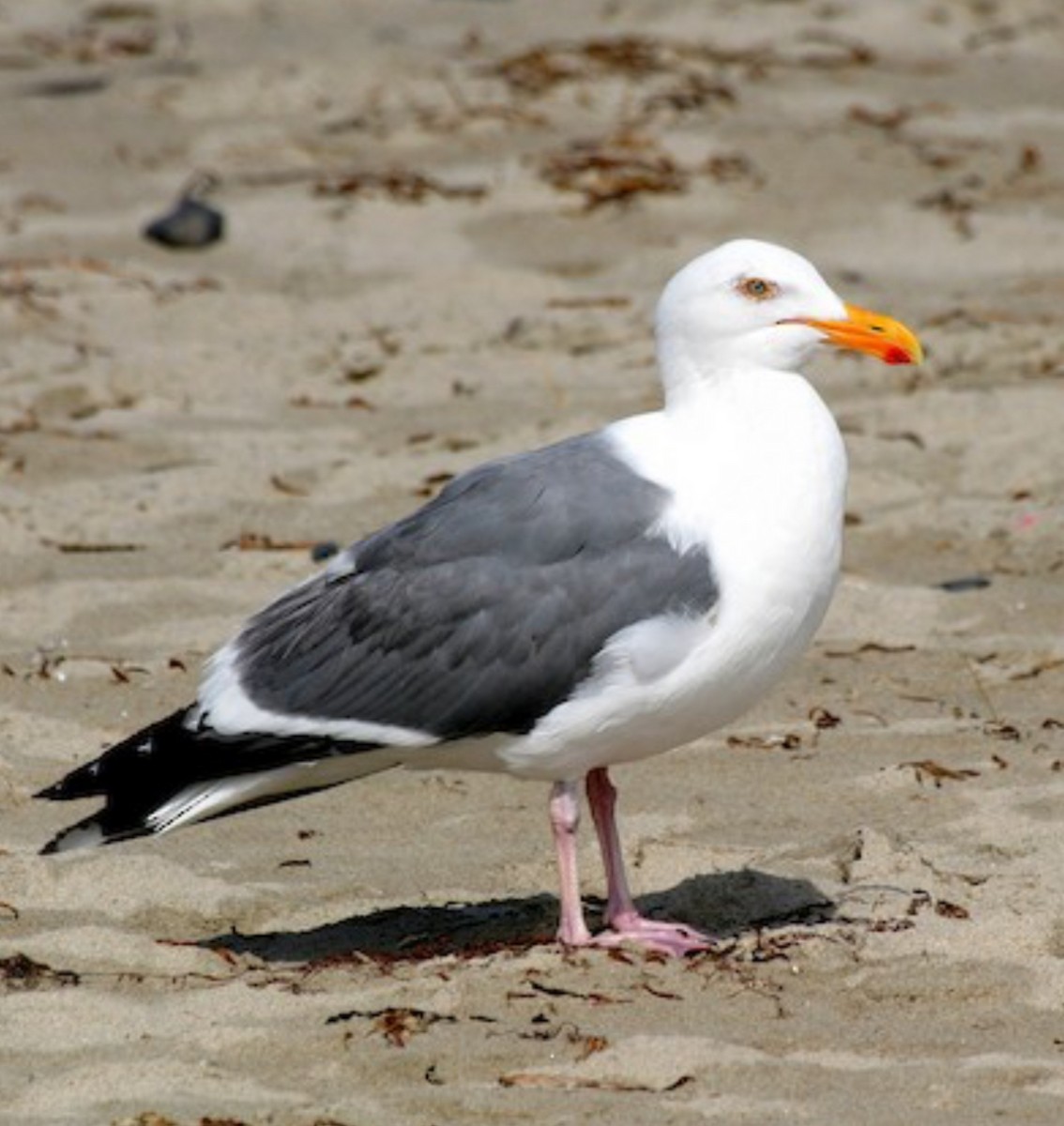 Western Gull - ML637640550