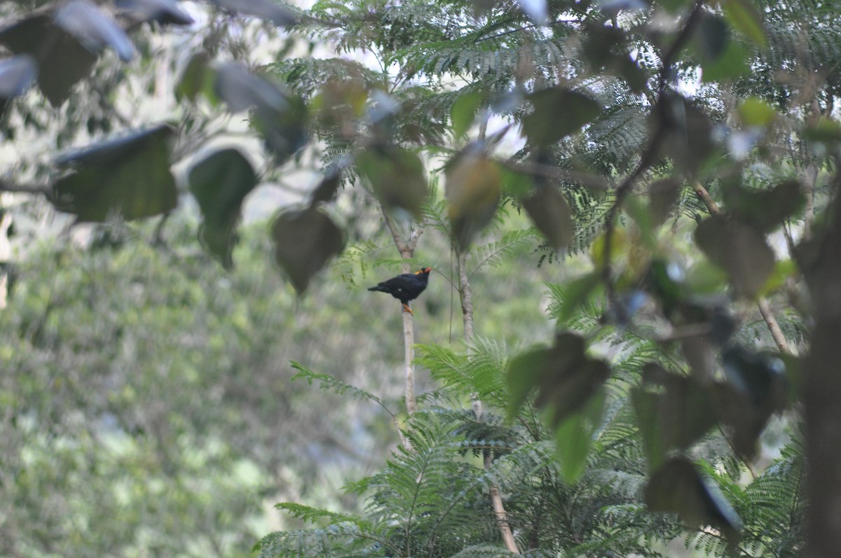 Southern Hill Myna - ML637640569