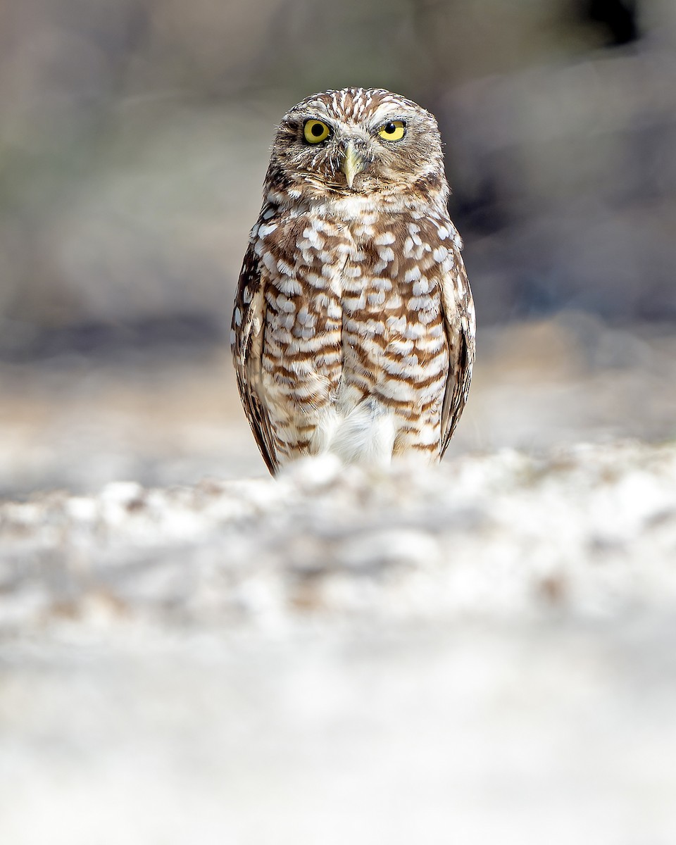 Burrowing Owl (guadeloupensis Group) - ML637640591