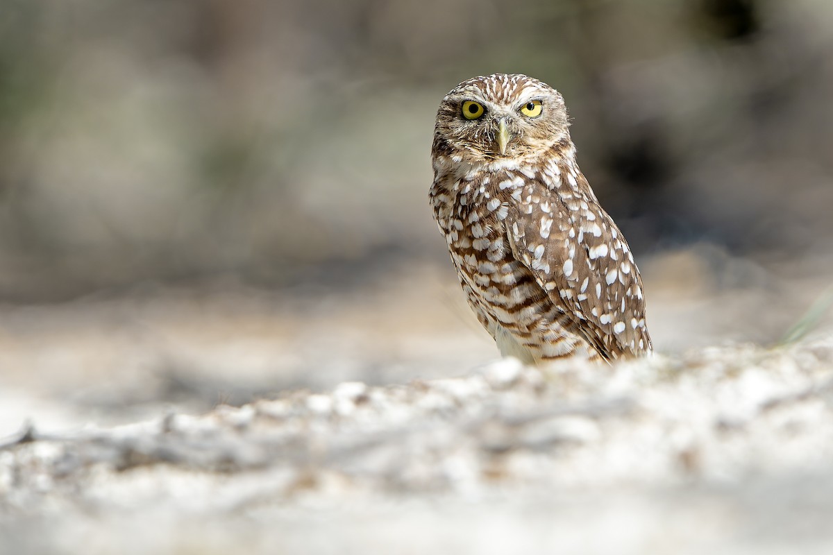 Burrowing Owl (guadeloupensis Group) - ML637640595