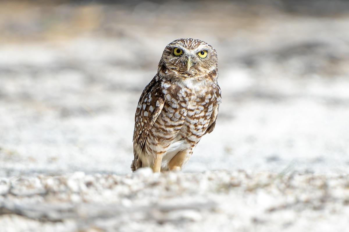 Burrowing Owl (guadeloupensis Group) - ML637640596