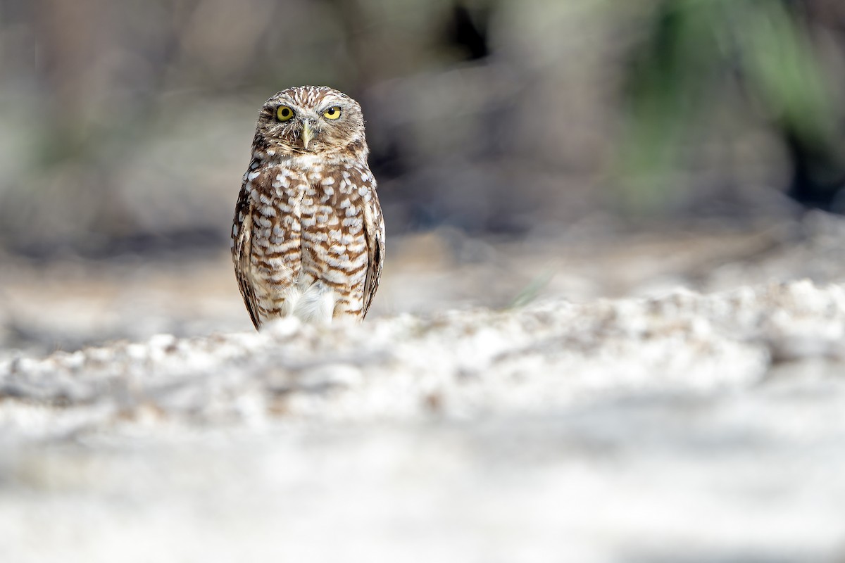 Burrowing Owl (guadeloupensis Group) - ML637640597