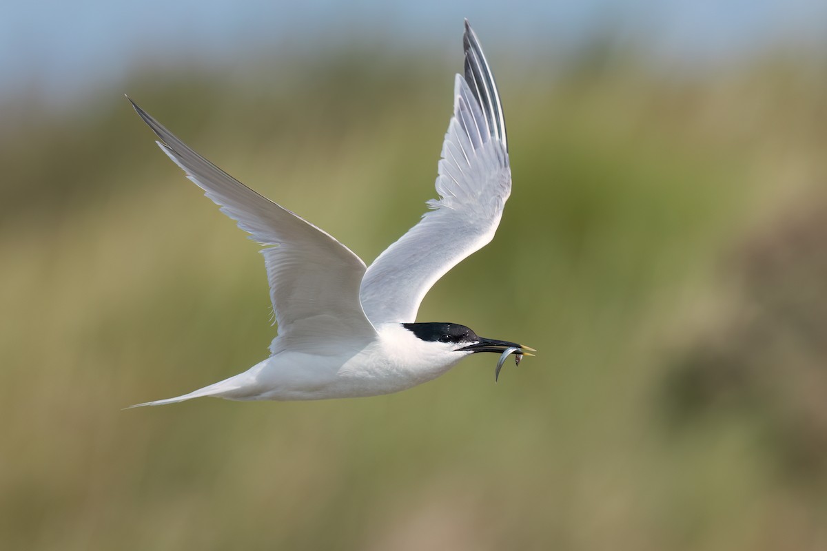 Sandwich Tern (Eurasian) - ML637640618