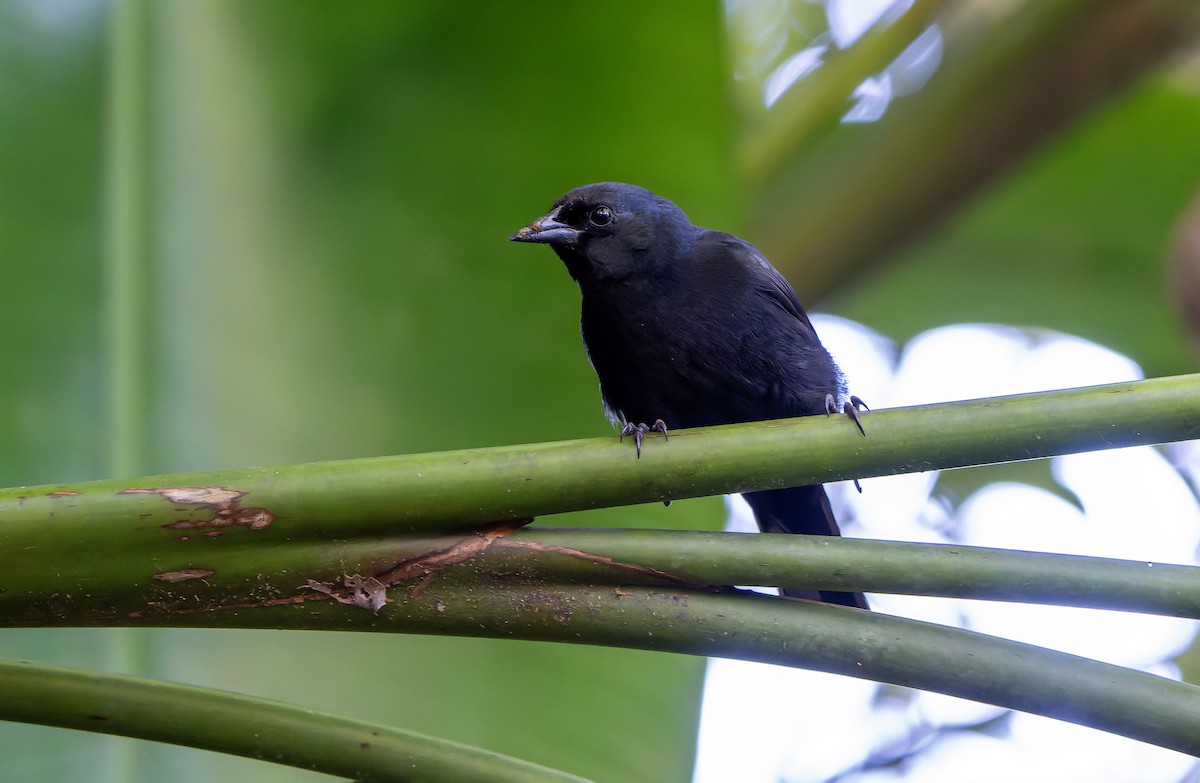 Jamaican Blackbird - ML637640650