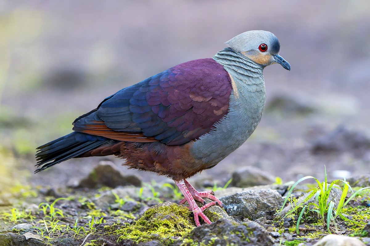 Crested Quail-Dove - ML637640696