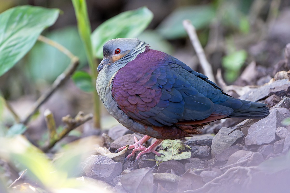 Crested Quail-Dove - ML637640702