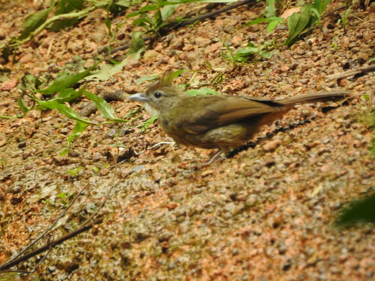 Ochraceous Bulbul - ML637640708