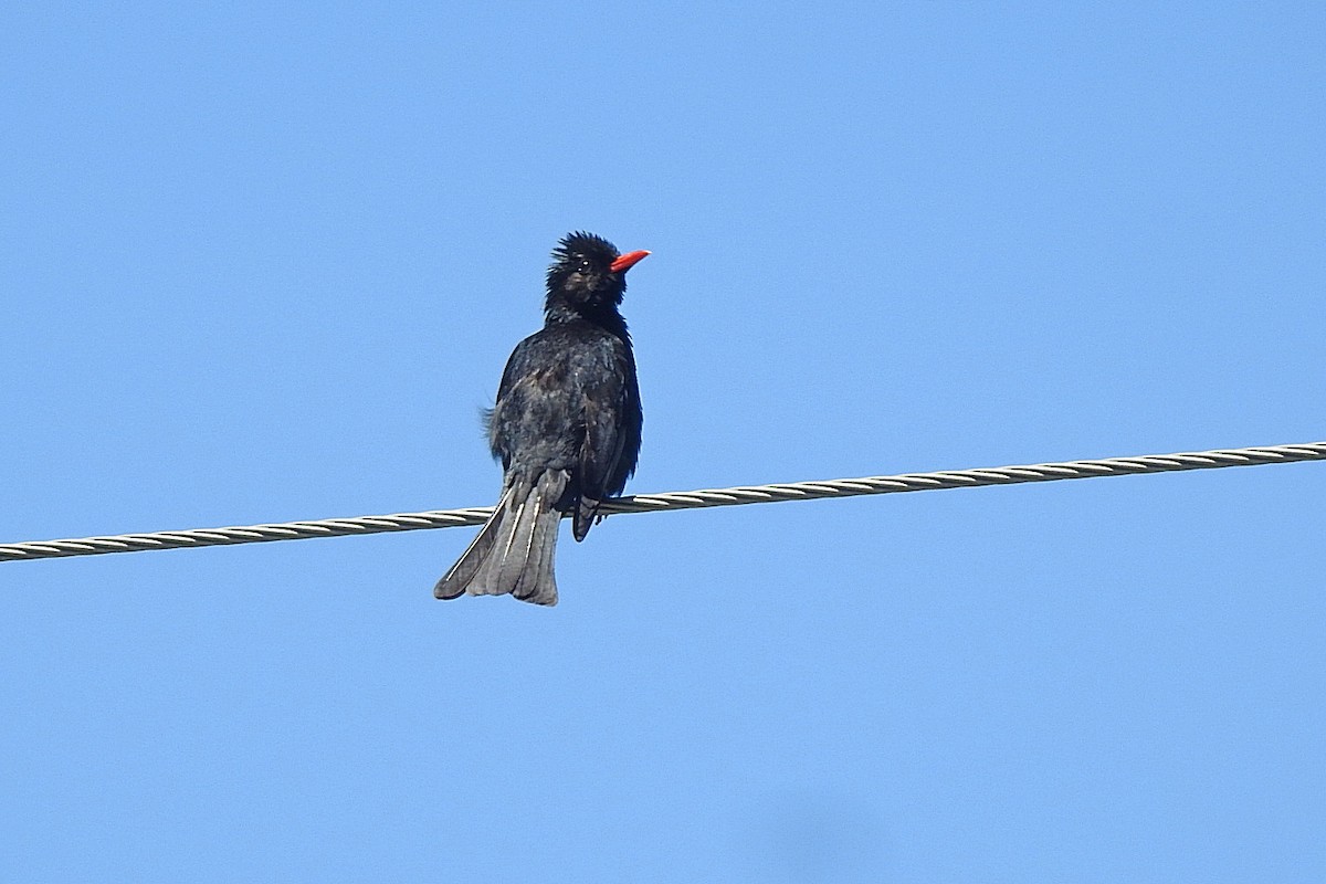 Black Bulbul (Gray-winged) - ML637640713